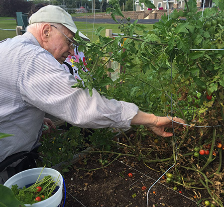 How to garden basics: Start with Square Foot Gardening | Shine365 from