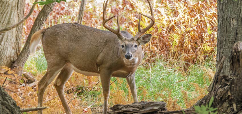 https://shine365.marshfieldclinic.org/wp-content/uploads/2014/11/C2DC-treestand-deer-F-517576759.jpg