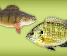 Perch and Bluegill - WI Freshwater Fish Consumption Guidelines
