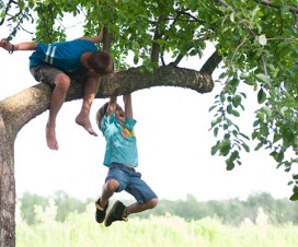 boy hanging from tree branch