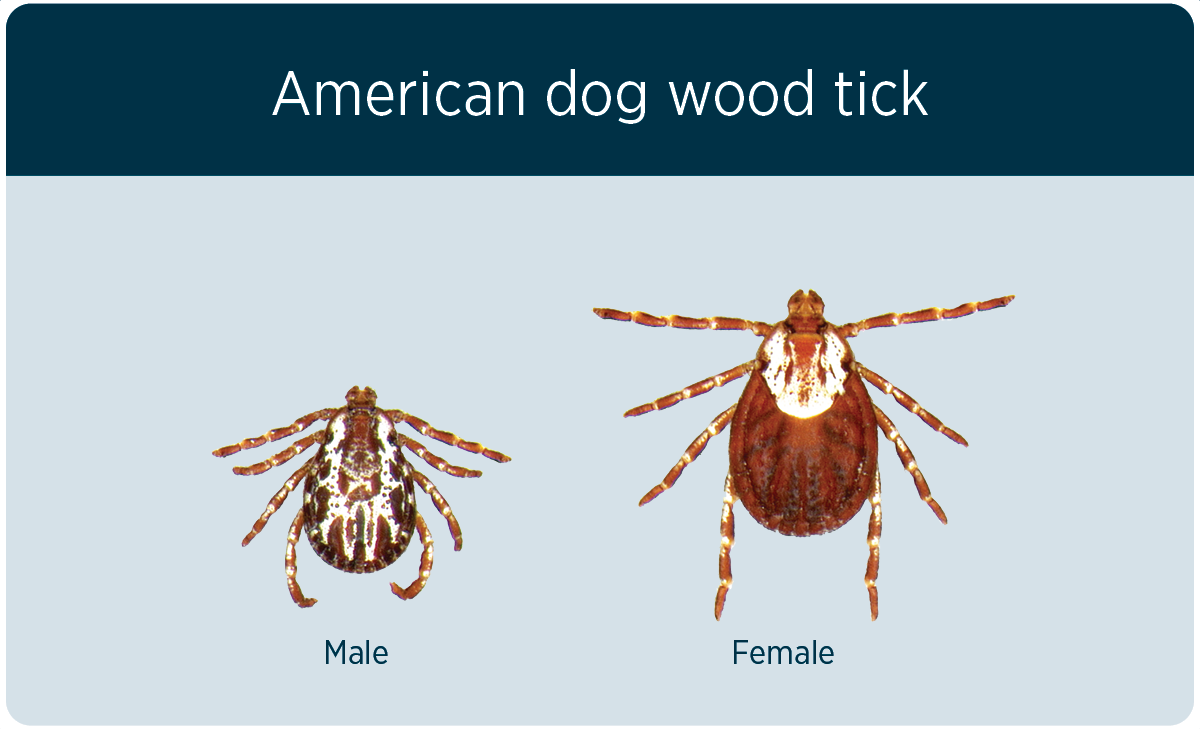 American dog wood ticks tend to be larger than blacklegged ticks. They are dark brown with white “necklace” or white striping down sides.