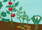 Garden illustraion - Tips for planting a colorful garden