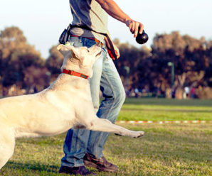 Advice and ideas to exercise with your dog