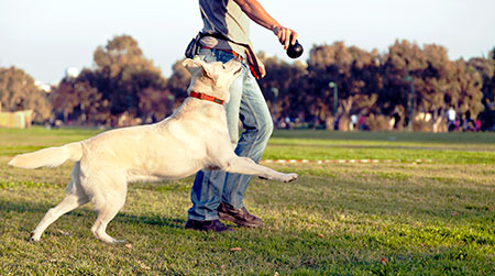 Man playing fetch with his dog - Advice for exercising with your dog