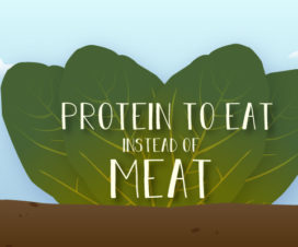 Protein to eat instead of meat, graphic - Meatless proteins