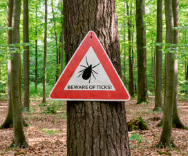 Summer or Fall: Powassan virus / ticks