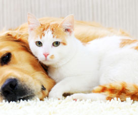 A cat and dog cuddle.