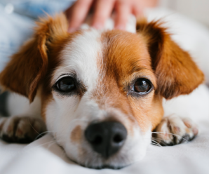 The power of pets: Your companion may be good for your health