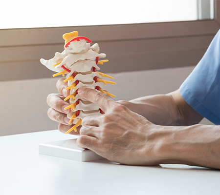 doctor points to vertebrae sections in spine model