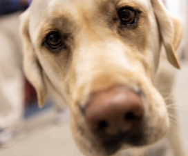 yellow lab looking into the camera in a hospital