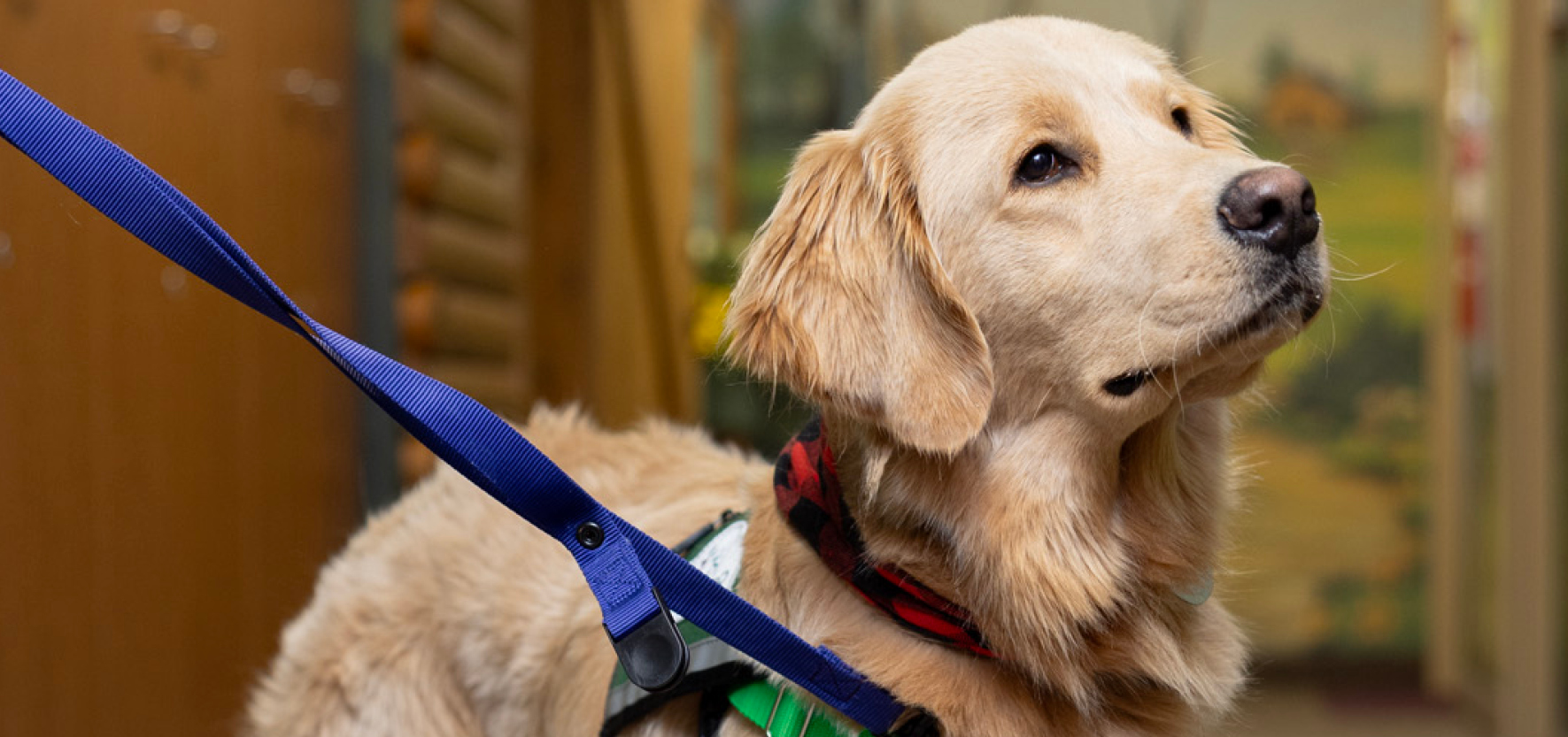 Dog with harness looking up, facility dog, hospital dog